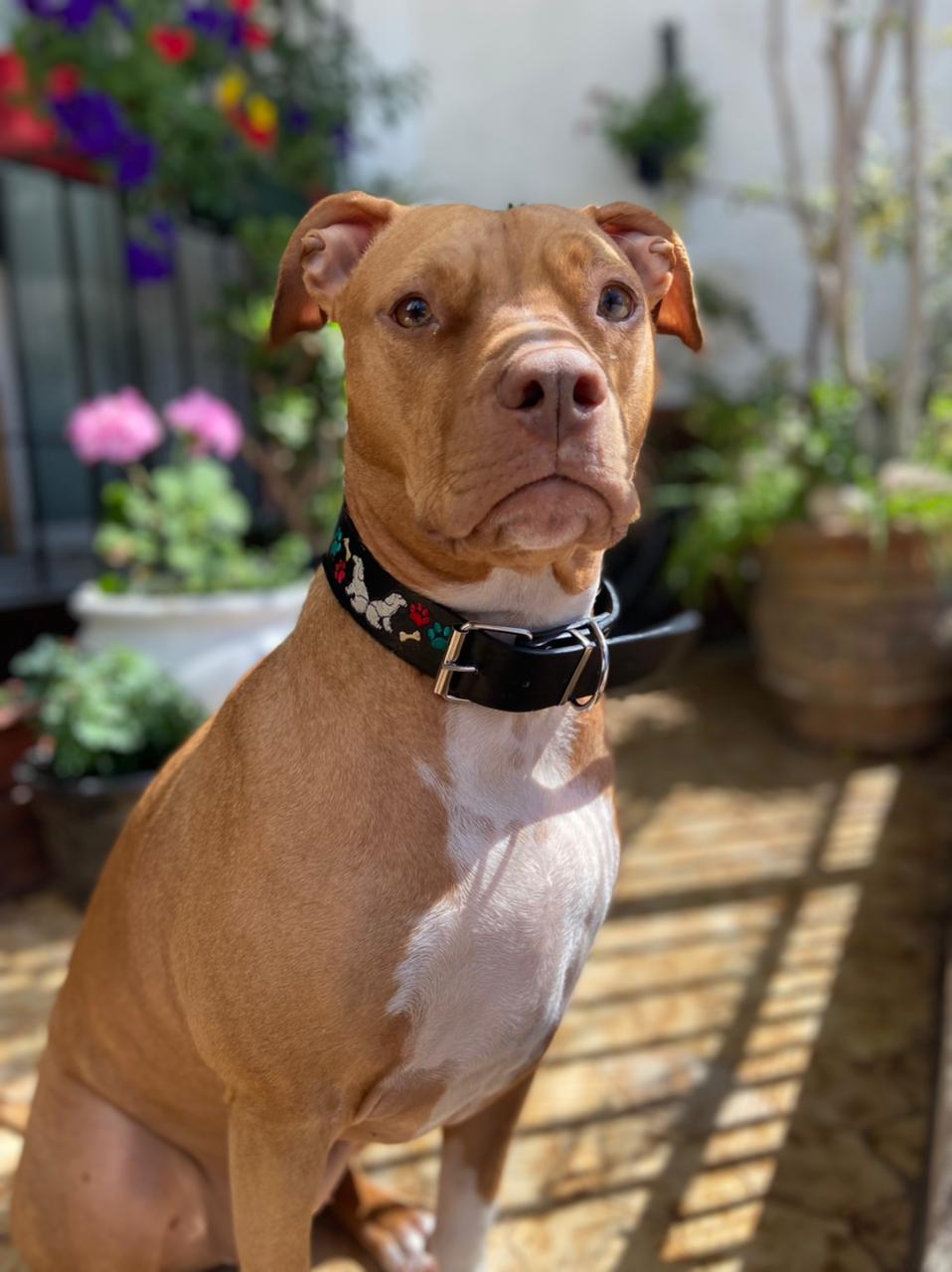 Cochi, perro el cuál es lainspiración del pensionado