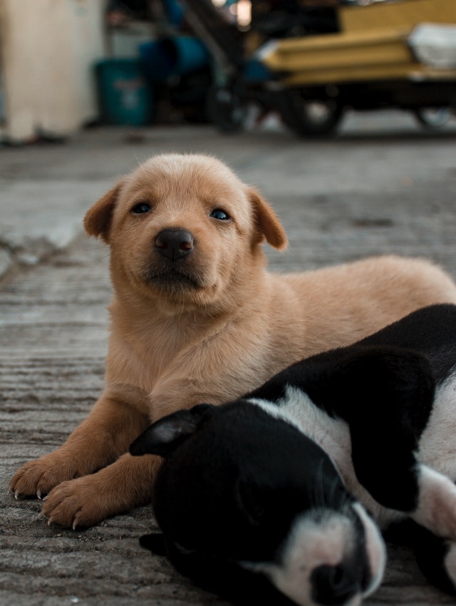 Perro integrante del pensionado